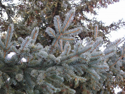 smrek biely (Picea glauca)