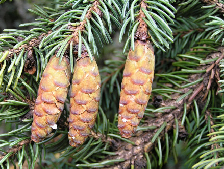 smrek biely (Picea glauca)