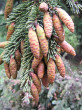 smrek biely (Picea glauca)