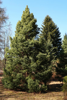 smrek biely (Picea glauca) - Hrádocké arborétum