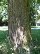 ginko dvojlaločné (Ginkgo biloba) - borka