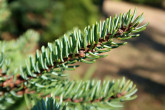 smrek biely (Picea glauca)