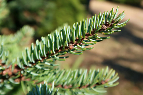 smrek biely (Picea glauca)