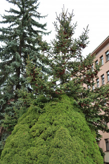 smrek biely (Picea glauca) - forma Conica (niekedy vzplanie a rastie ako normálny strom)