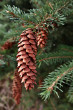 smrek biely (Picea glauca)