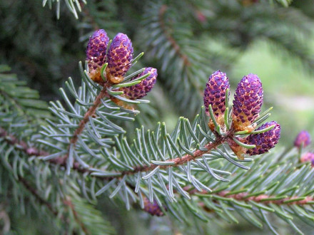 smrek biely (Picea glauca) - ♂ šištice
