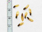 smrek biely (Picea glauca) - semeno