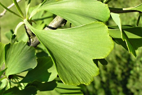ginko dvojlaločné (Ginkgo biloba) - list