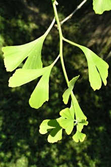 ginko dvojlaločné (Ginkgo biloba) - makroblast (dlhý výhonok)