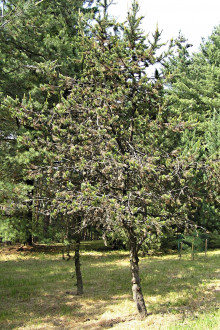 borovica ostitá (Pinus aristata) - Hrádocké arborétum