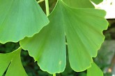 ginko dvojlaločné (Ginkgo biloba) - list
