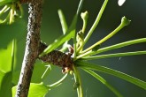 ginko dvojlaločné (Ginkgo biloba) - brachyblast (skrátený výhonok)