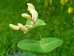 zemolez kozí (Lonicera caprifolium)
