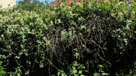 zemolez kozí (Lonicera caprifolium) - prekrytie oplotenia