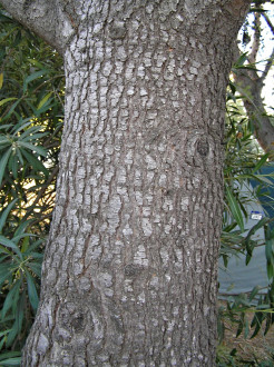 céder atlaský (Cedrus atlantica) - borka