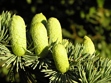 céder atlaský (Cedrus atlantica) - ♂ šištice