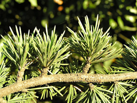 céder atlaský (Cedrus atlantica)