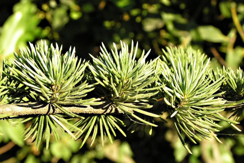 céder atlaský (Cedrus atlantica) - ihlice na skrátených výhonkoch (brachyblastoch) vyrastajú v praslenovitých zväzočkoch
