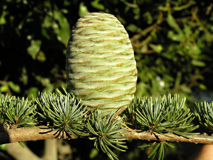 céder atlaský (Cedrus atlantica)