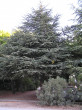 céder atlaský (Cedrus atlantica)