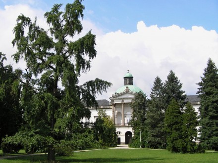 ginko dvojlaločné (Ginkgo biloba) - Park Topoľčianky (6/2009)