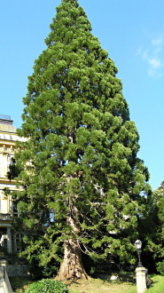 sekvojovec mamutí (Sequoiadendron giganteum) - pred vchodom do budovy SOŠL v Banskej Štiavnici (6/2005)