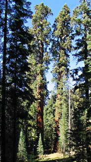 sekvojovec mamutí (Sequoiadendron giganteum) - Sierra Nevada (foto: Bohuslav Kočtúch ml.)