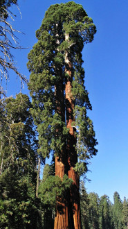sekvojovec mamutí (Sequoiadendron giganteum) - Sierra Nevada (foto: Bohuslav Kočtúch ml.)