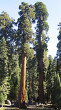 sekvojovec mamutí (Sequoiadendron giganteum) - Sierra Nevada (foto: Bohuslav Kočtúch ml.)