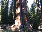 sekvojovec mamutí (Sequoiadendron giganteum)- General Scherman (foto: Bohuslav Kočtúch ml.)