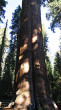 sekvojovec mamutí (Sequoiadendron giganteum) - General Scherman (foto: Bohuslav Kočtúch ml.)