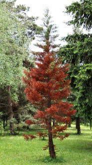 sekvojovec mamutí (Sequoiadendron giganteum) - poškodenie mrazom