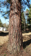sekvojovec mamutí (Sequoiadendron giganteum) - kôra