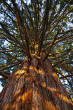 sekvojovec mamutí (Sequoiadendron giganteum) - postavenie konárov na kmeni (foto: Kristián Chalupka)