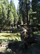 sekvojovec mamutí (Sequoiadendron giganteum) - Sierra Nevada (foto: Bohuslav Kočtúch ml.)