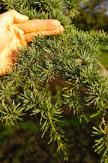 ceder libanonský (Cedrus libani) (foto: Kristián Chalupka)