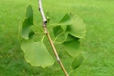 ginko dvojlaločné (Ginkgo biloba) - vetvička s listami