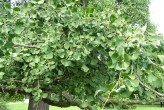 ginko dvojlaločné (Ginkgo biloba) - plody
