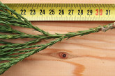 sekvojovec mamutí (Sequoiadendron giganteum) - asimilačné orgány