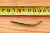 sekvojovec mamutí (Sequoiadendron giganteum) - asimilačné orgány na bočných výhonkoch