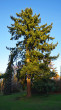 duglaska tisolistá (Pseudotsuga menziesii) - Queen Elizabeth Park, Kanada (foto: Kristian Chalupka)