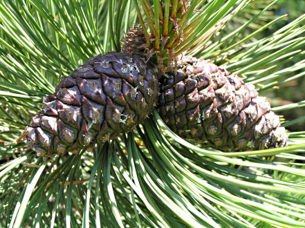 borovica ťažká (Pinus ponderosa) - šiška v šiestom mesiaci druhého roku