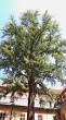 ginko dvojlaločné (Ginkgo biloba) - Dominikánsky kláštor v Českých Budějoviciach