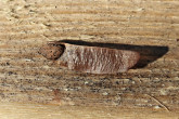 borovica ťažká (Pinus ponderosa) - semeno