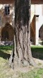 ginko dvojlaločné (Ginkgo biloba) - borka