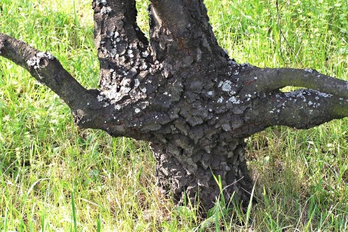 breza previsnutá (Betula pendula) - svalcovitá (zhrubnutá) časť kmeňa