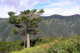 borovica limbová (Pinus cembra) - v pásme kosodreviny (Vysoké Tatry, 8/2009)