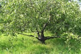 breza previsnutá (Betula pendula) - svalcovitá forma