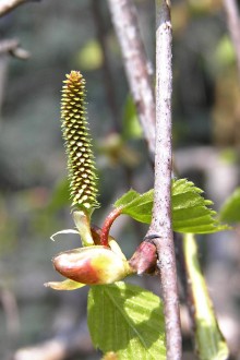 breza previsnutá (Betula pendula) - ♀ jahňady (vzpriamené)
