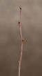breza biela (Betula pubescens)